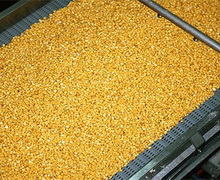 «Росток-Холдинг» збільшить потужності Новгород-Сіверського елеватора з сушіння кукурудзи в 5,5 разів